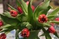 Red Tulips in a Vase. A sweet and simple expression of Love.