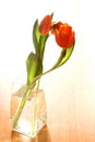 Red tulips in vase of water Royalty Free Stock Photo