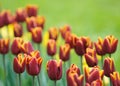 Red tulips, very shallow focus