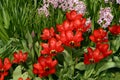 Red tulips Royalty Free Stock Photo