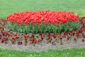 Red tulips and violets in the park. Spring concept.