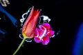 red tulips in a water with reflection of flash, dark background. Spring tulip flowers. Easter or Valentine& x27;s day