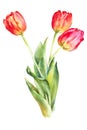 Red tulips watercolor vector illustration Royalty Free Stock Photo