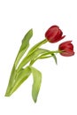 Red tulips on a white backdrop Royalty Free Stock Photo