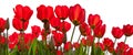 Red tulips on a white background.