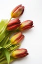 Red tulips on a white background. Bouquet of flowers.