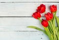 Red Tulips on a white background