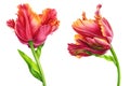 Red Tulips on white background, spring watercolor flowers, floral clipart