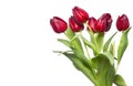 Red tulips on white