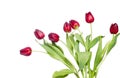 Red tulips on white Royalty Free Stock Photo