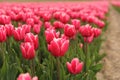 Red tulips with a white edge in a dutch bulb field Royalty Free Stock Photo