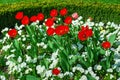 Red tulips and white pansies in bloom