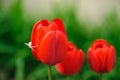 Red tulips with white spider Royalty Free Stock Photo