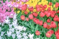 Red tulips, white tulips, yellow tulips and purple tulips bloom together Royalty Free Stock Photo