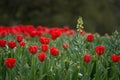 Red tulips and wild flower Royalty Free Stock Photo