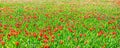 Red tulips wild flowers field in spring. Colorful natural background Royalty Free Stock Photo