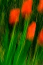 Red Tulips in the Wind