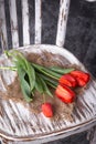 Red tulips on a wooden vintage old chair Royalty Free Stock Photo