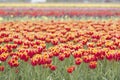 Red tulips with yellow brim in dutch field Royalty Free Stock Photo