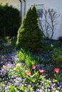 Red tulips, yellow daffodils against the background of blue Anemone blanda flowers in April in the garden. Berlin, Germany Royalty Free Stock Photo