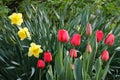 Red tulips and yellow daffodils outdoors. Spring easter background with beautiful flowers Royalty Free Stock Photo