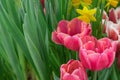 Red tulips and yellow daffodils on a sunny spring day. Colorful mix of pink and white tulips and yellow daffodils , flower bed, Royalty Free Stock Photo