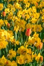 Red tulips and yellow daffodils on a sunny spring day. Colorful mix of pink and white tulips and yellow daffodils , flower bed, Royalty Free Stock Photo