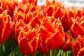 Red tulips with a yellow frosted edge in full bloom in a field in Holland Royalty Free Stock Photo
