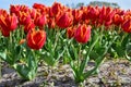 Red tulips with a yellow frosted edge in full bloom in a field in Holland Royalty Free Stock Photo