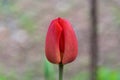 Red tuliup close up
