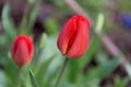 Red tuliups close up