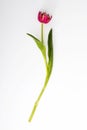 The red tulp is isolated on white background Royalty Free Stock Photo