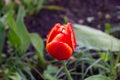 Red Tulpan after rain variety Triumph spring evening