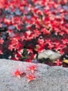 Red Tummy-wood Flower on The Floor