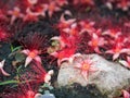 Red Tummy-wood Flower on The Stone