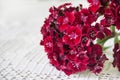 RED TURKISH CARNATION CLOSE TABLE FLOWER