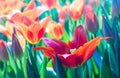 Red tulips Royalty Free Stock Photo