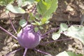 Red turnip in vegetable garden Royalty Free Stock Photo