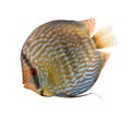 Red Turquoise Discus fish Royalty Free Stock Photo