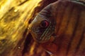Red turquoise discus fish Symphysodon also called cichlid Royalty Free Stock Photo