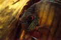 Red turquoise discus fish Symphysodon also called cichlid Royalty Free Stock Photo
