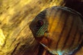 Red turquoise discus fish Symphysodon also called cichlid Royalty Free Stock Photo