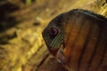 Red turquoise discus fish Symphysodon also called cichlid Royalty Free Stock Photo