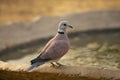 Red Turtle Dove, Streptopelia tranquebarica, Jhalana, Rajasthan, India