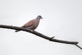 Red Turtle Dove perching on wood