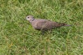 Red Turtle Dove Streptopelia tranquebarica search food