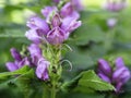 Red turtlehead blooming in a garden