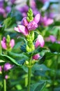 Red turtlehead (Chelone obliqua)