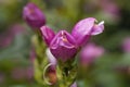 Red turtlehead Chelone obliqua