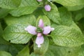 Red turtlehead, Chelone obliqua, pinkish flowers